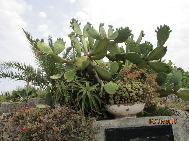 FV Stella Sud